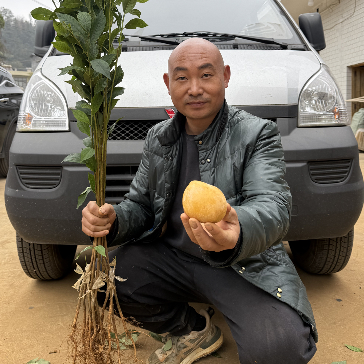 晚黄金李二级苗10株（规格：地径0.4厘米一0.5厘米）