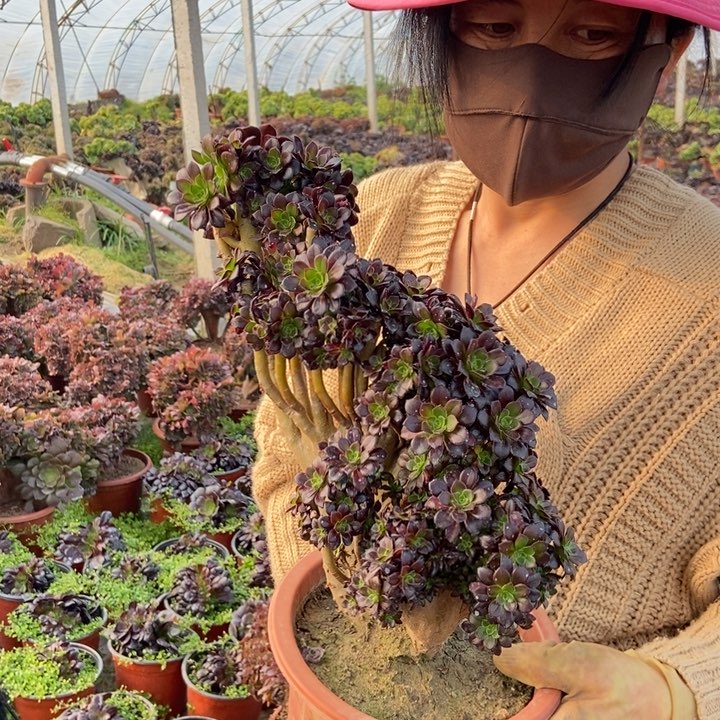 460黑法师缀化老桩朵朵