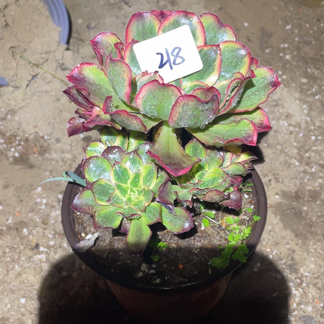 法师植物魅影法师218