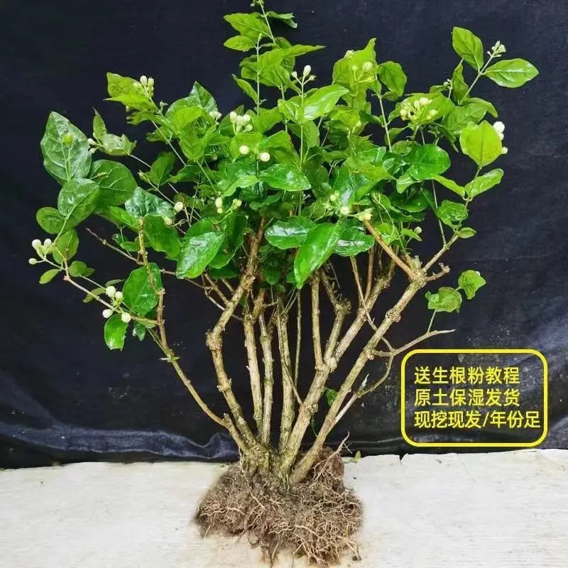 茉莉花浓香型老桩苗盆栽大棵特大号茉莉室内外花卉好养耐活