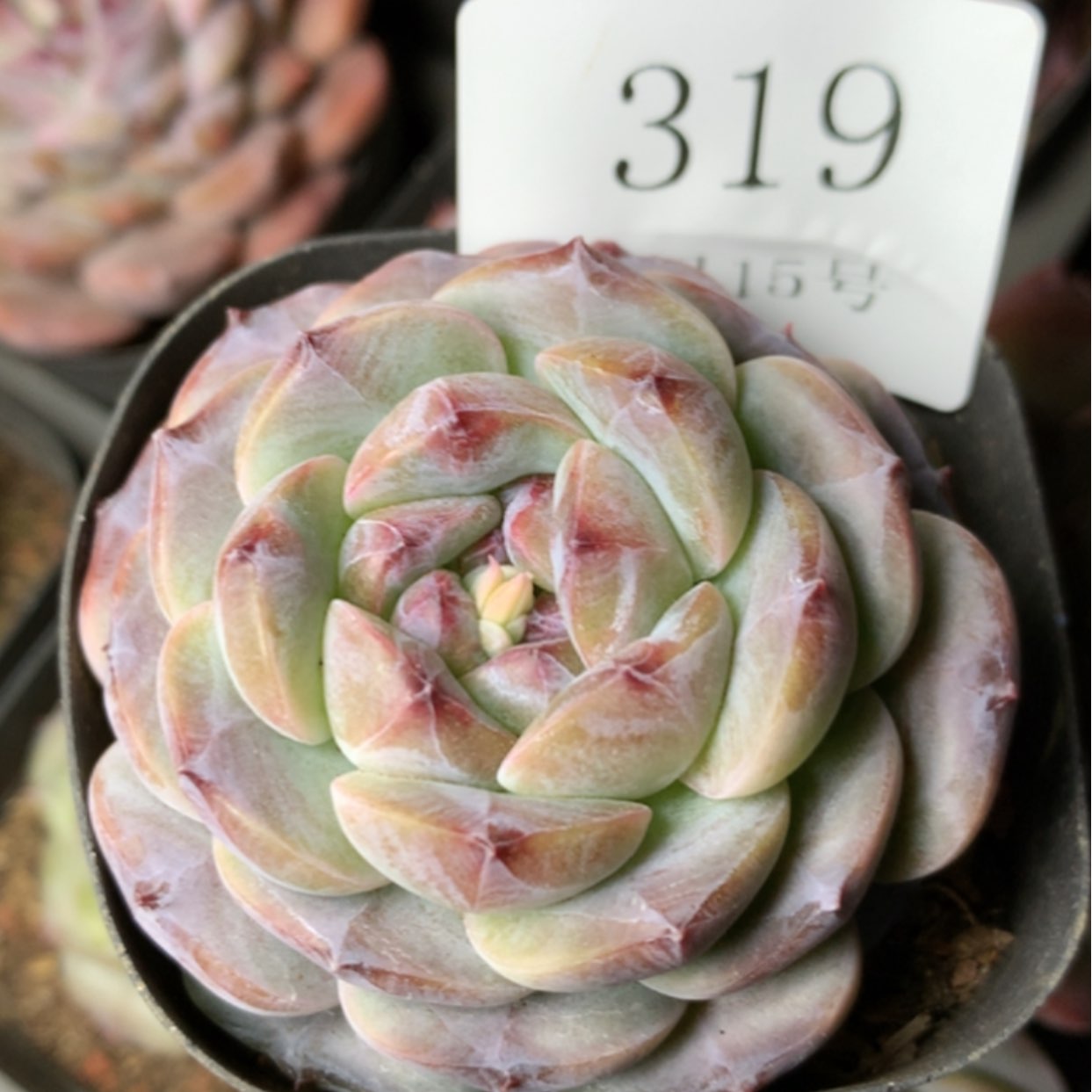 【闪购商品】云319