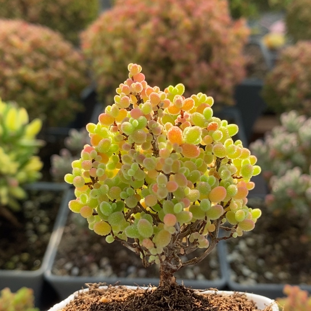 霸***霸蜜橘糖球2834枝干番杏