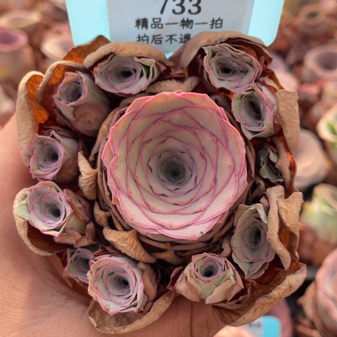 山地玫瑰733断枝不包损不售后