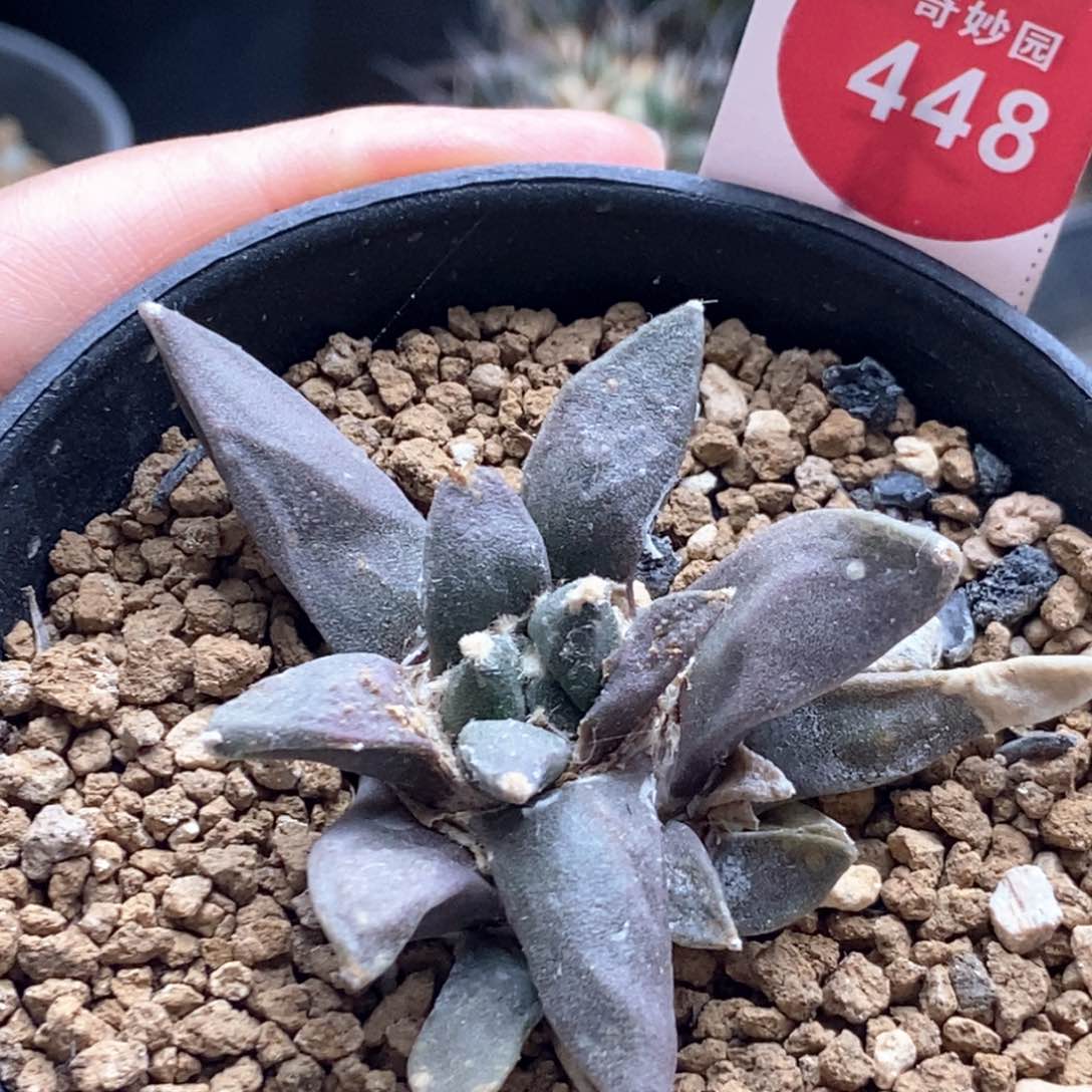 实生优选牡丹5.8cm