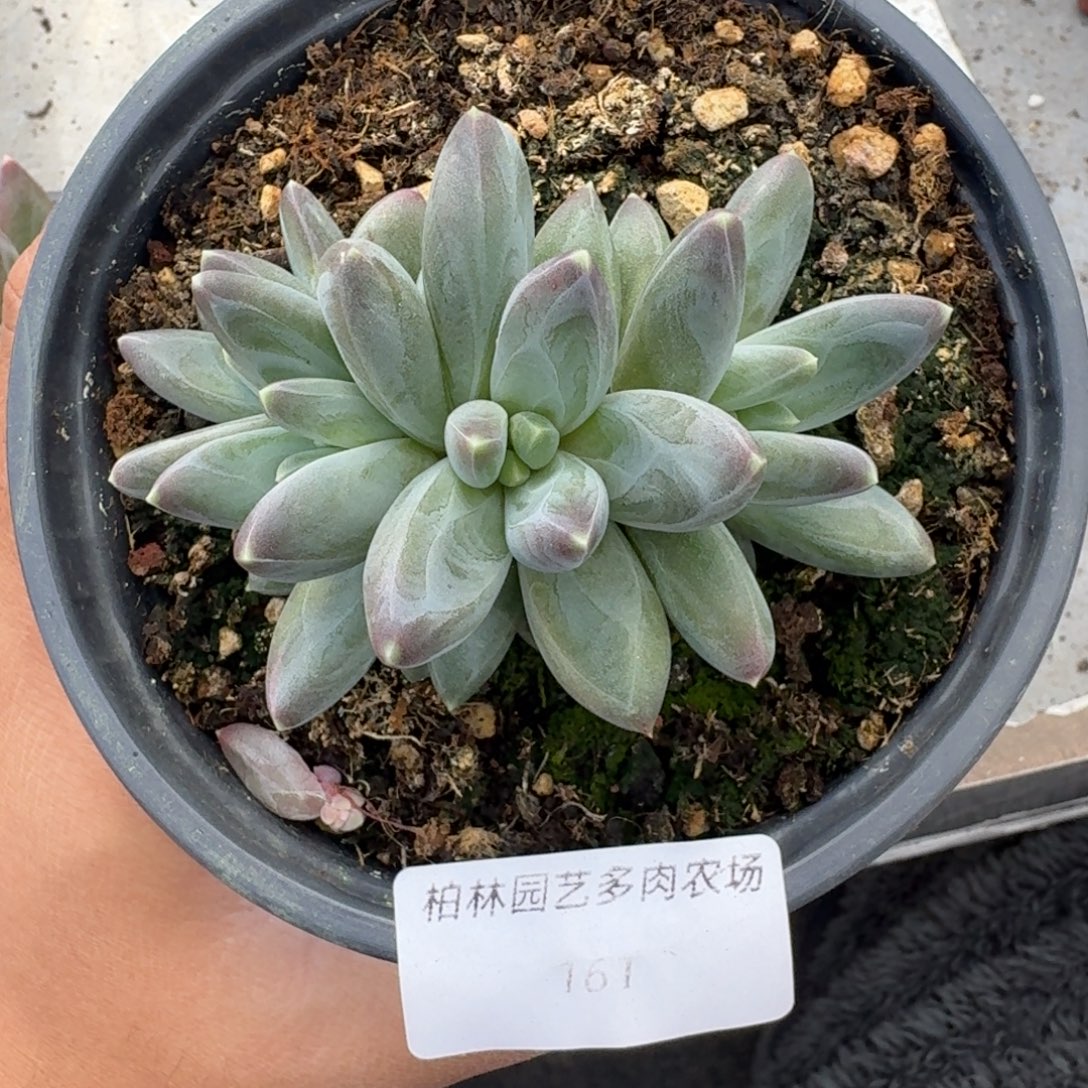 161 雪戴利 4头 一物一拍