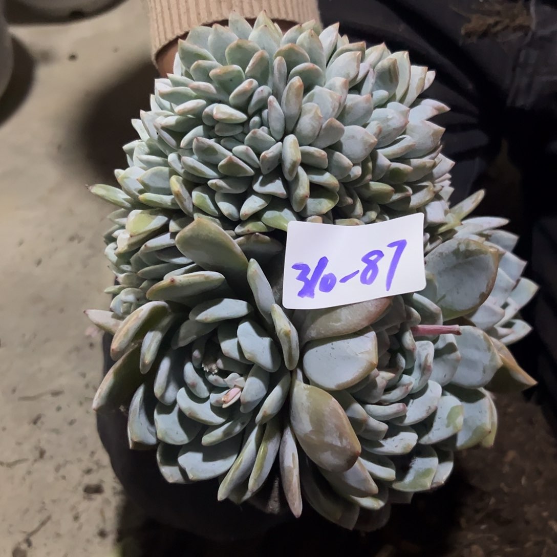 ?****莲310-87橙子缀化多肉