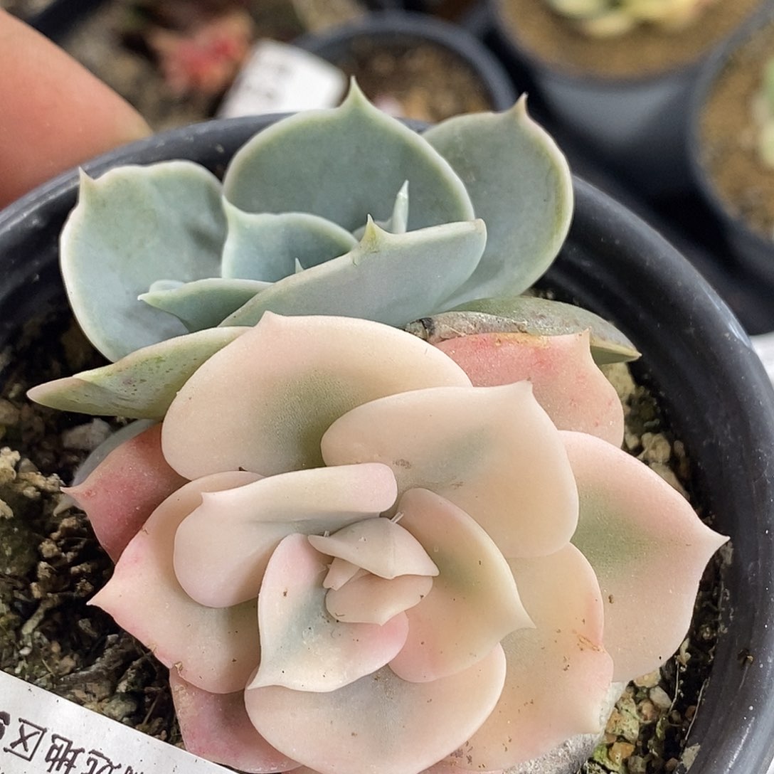 411双子座锦  小方花圃一物一拍