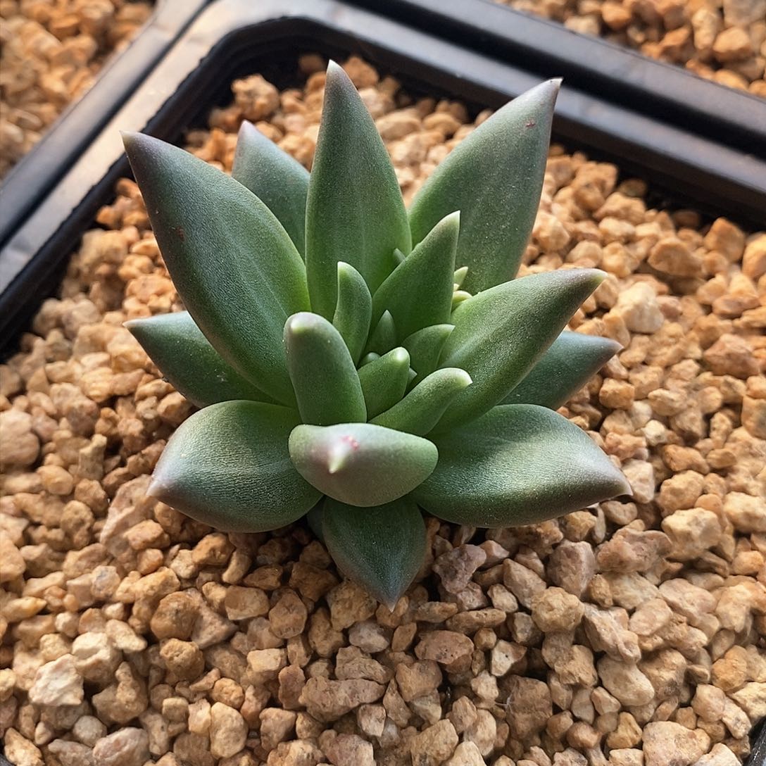 布丁母本，12345678646