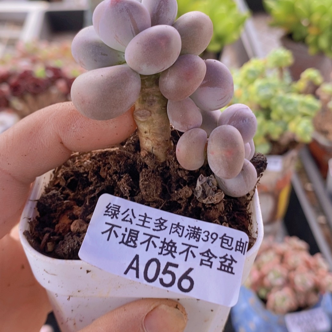 蛋黄奶4cm1056多肉植物