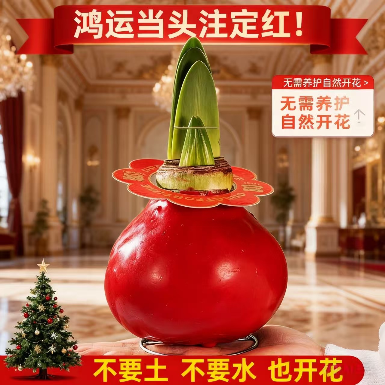 【鸿运当头】封蜡朱顶红特大球四季开花室内阳台懒人植物年宵花卉