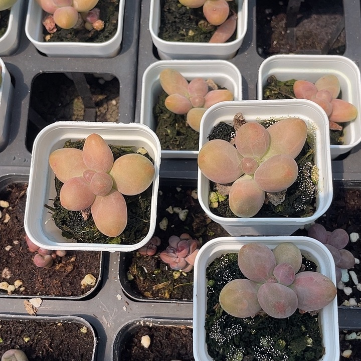 黄色糖果随机发满18包邮