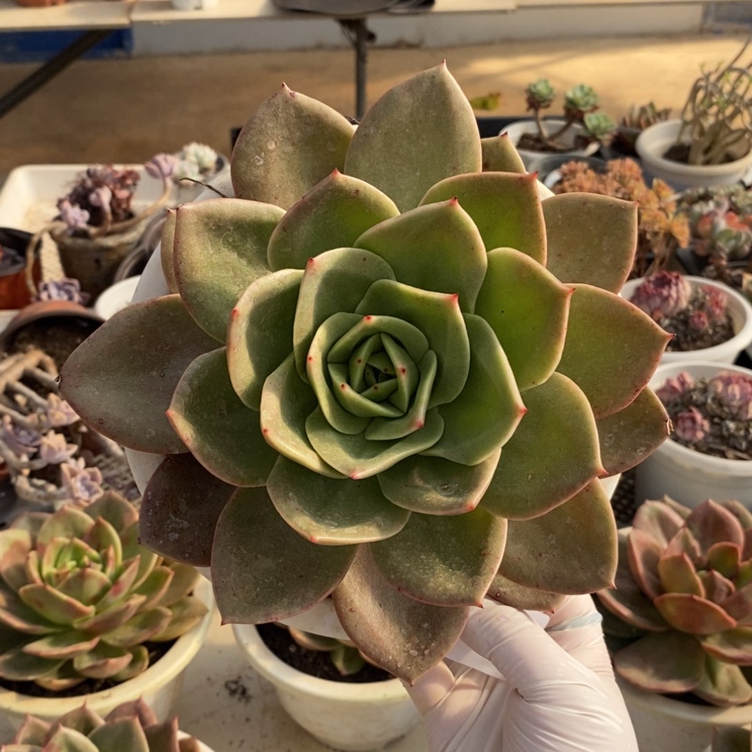 032狮子王一物一拍