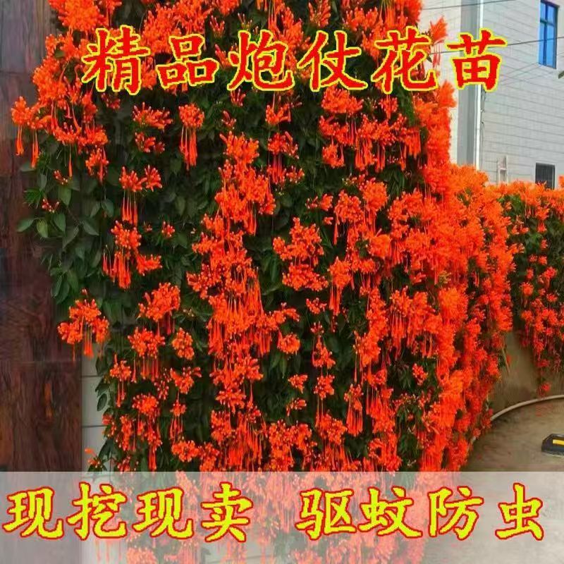 正宗炮仗花苗爬藤花卉四季开花常青绿植庭院室外好养花苗基地直销