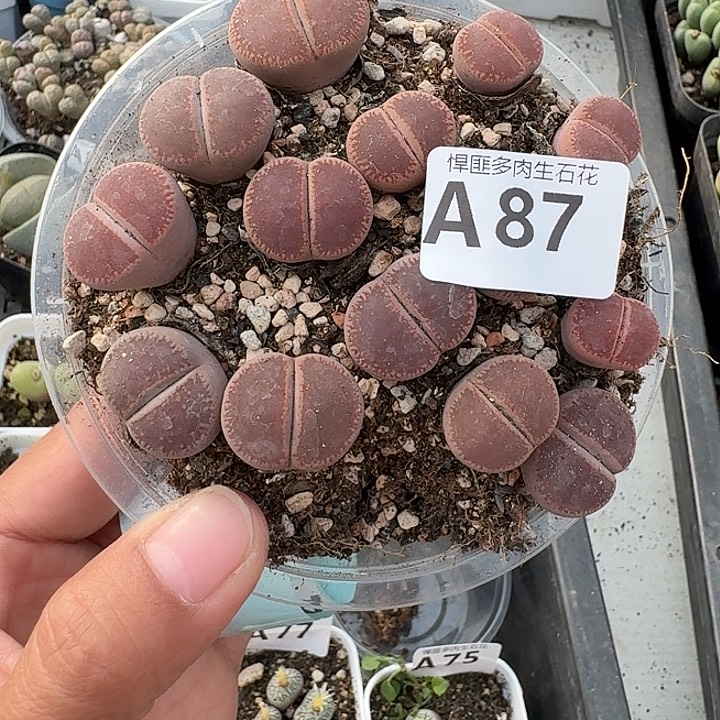 87多肉植物多肉植物