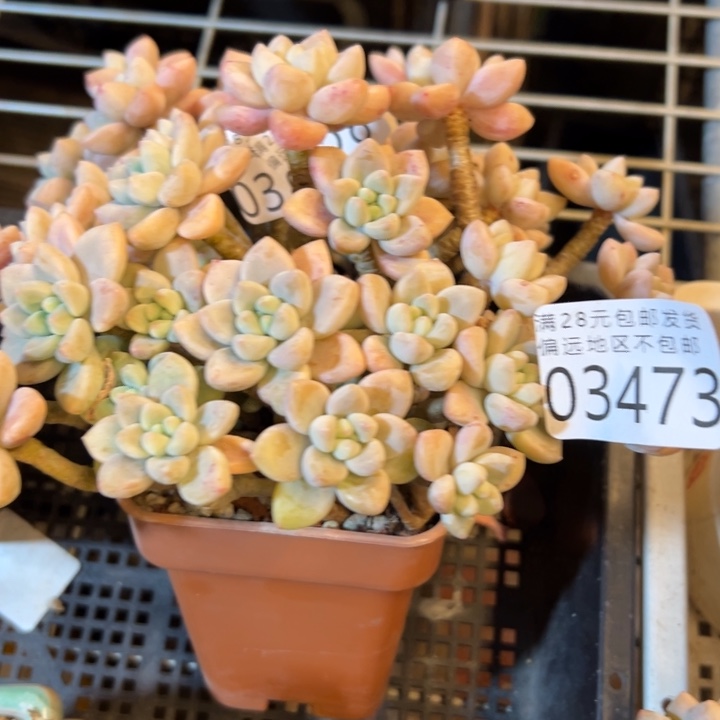 菜****幸运儿的一句话说