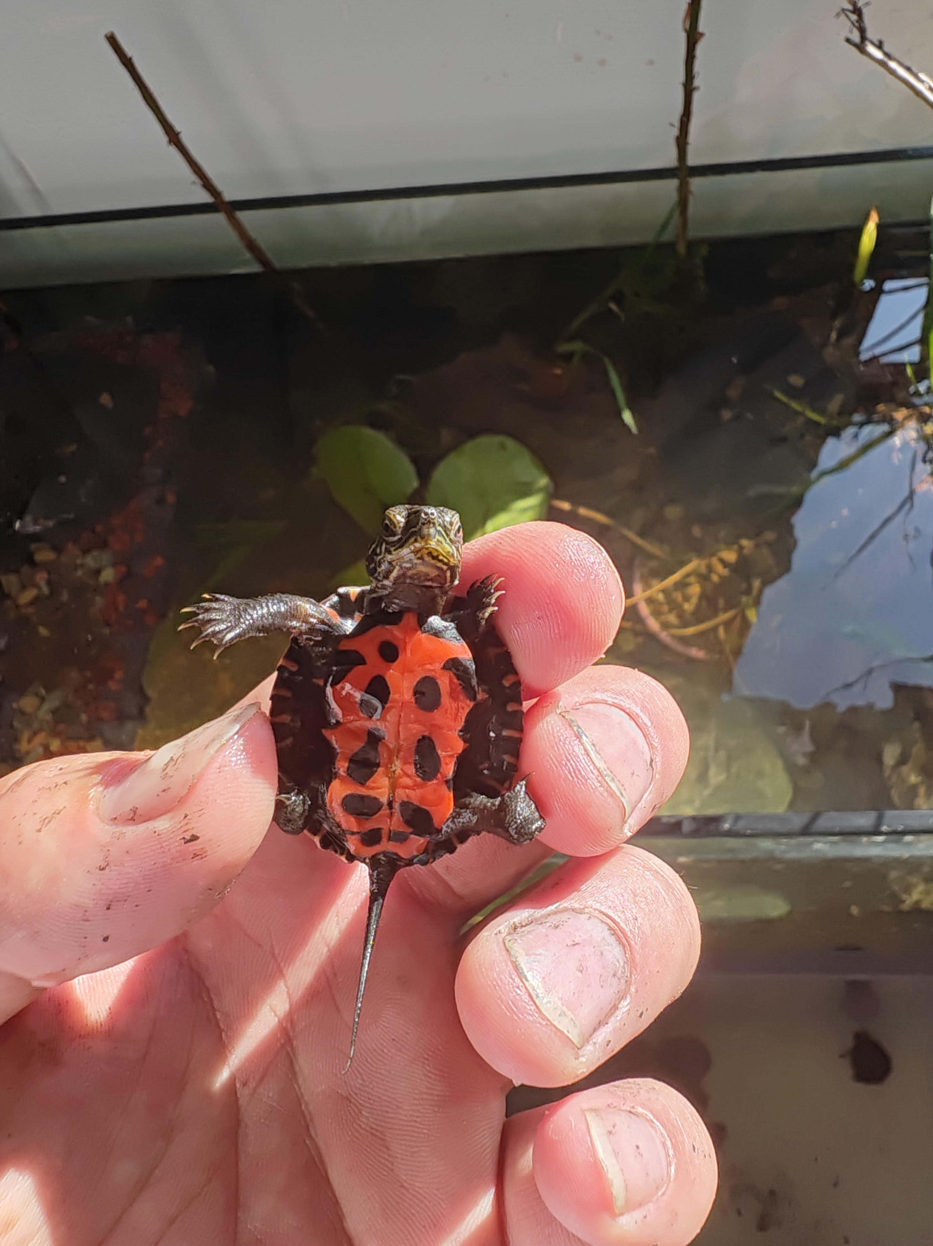 外塘养殖冷水麝香蛋龟直播间专属麝香龟链接