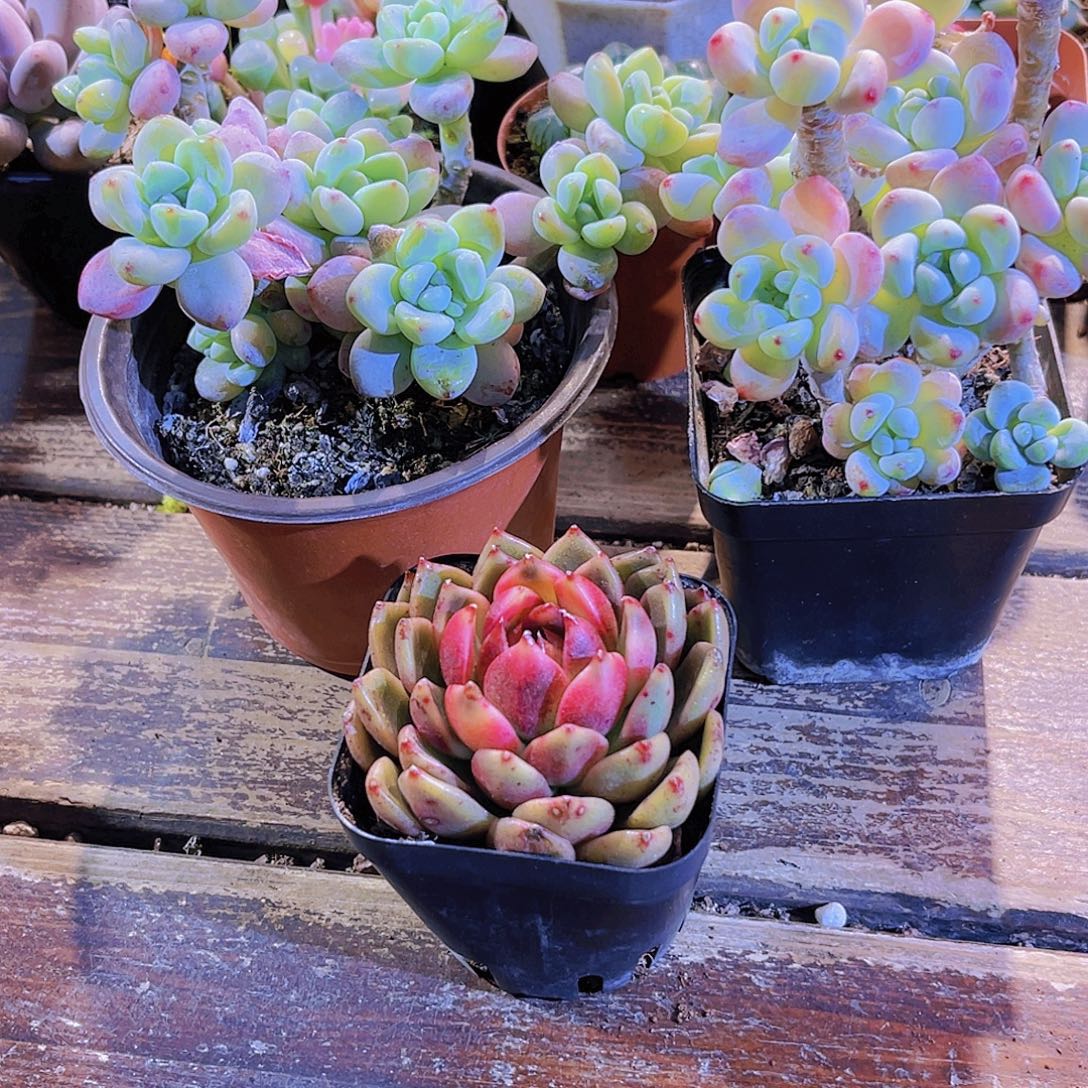 劳尔群。罗琦。玫瑰