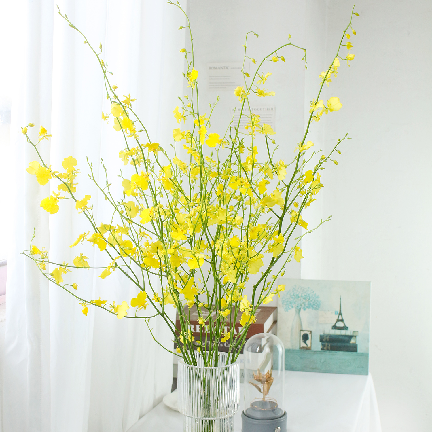 舞动精灵跳舞兰5枝