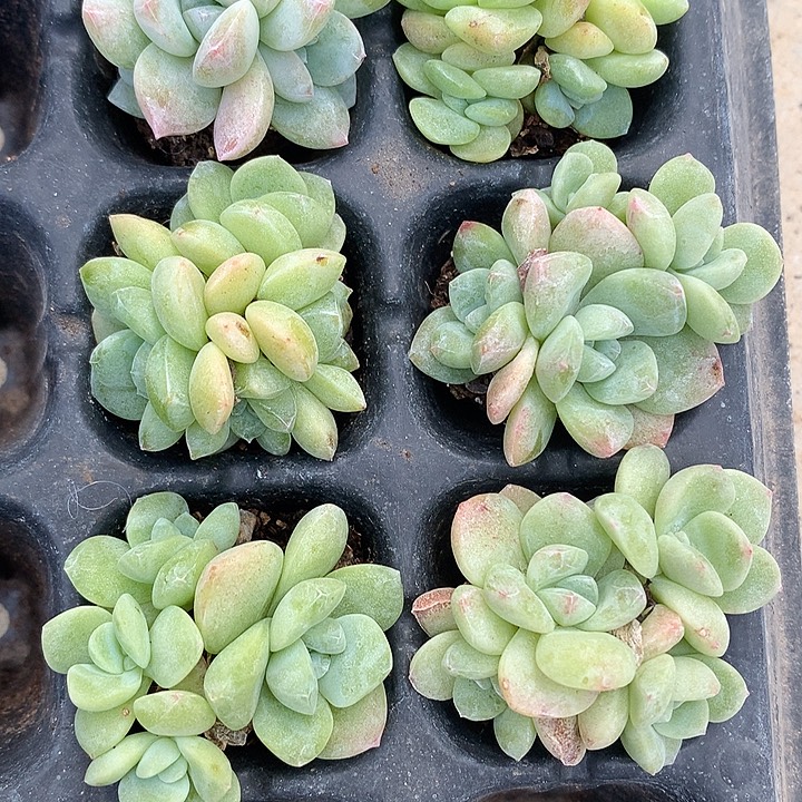 冰玉群生6颗一物一拍