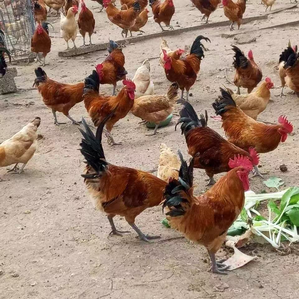 宠物鸡淮南草土鸡活鸡包邮