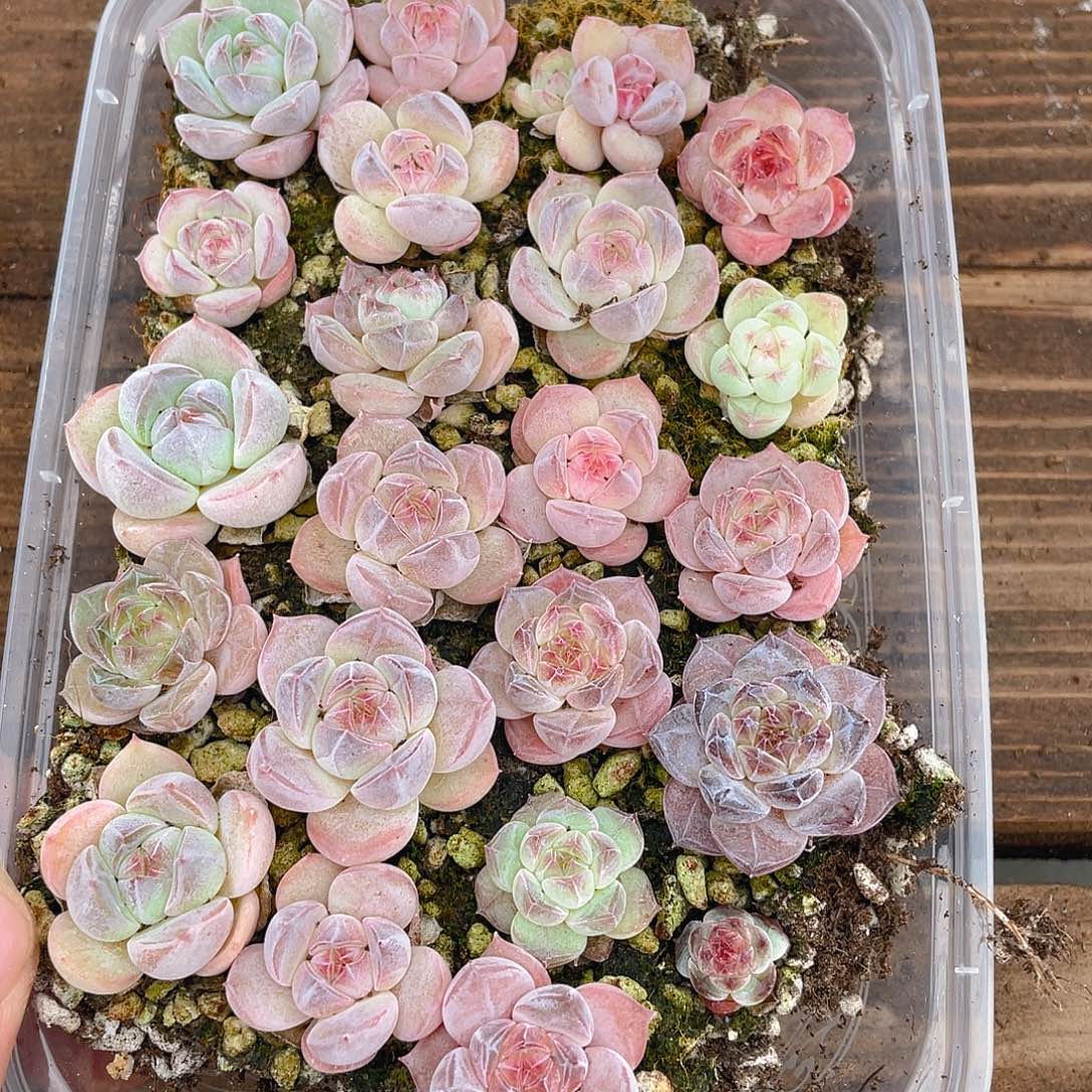 布***辣多肉植物多肉植物638