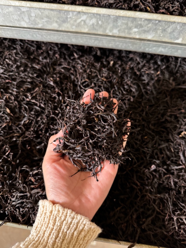 凤溪老枞蜜兰 凤凰单丛 中熟火 凤凰茶工夫茶乌龙茶 送礼