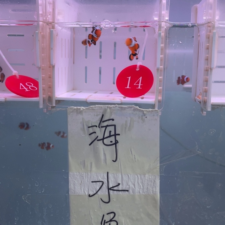 海水鱼精品毕加索一对3-4