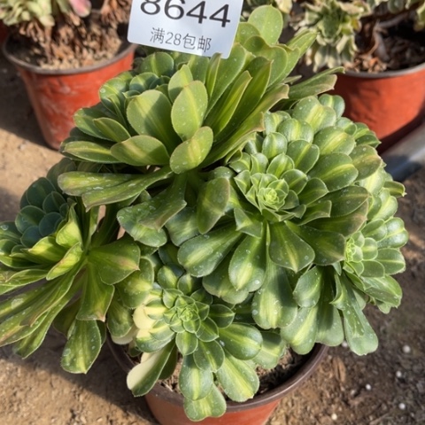 琉璃多肉多肉8644