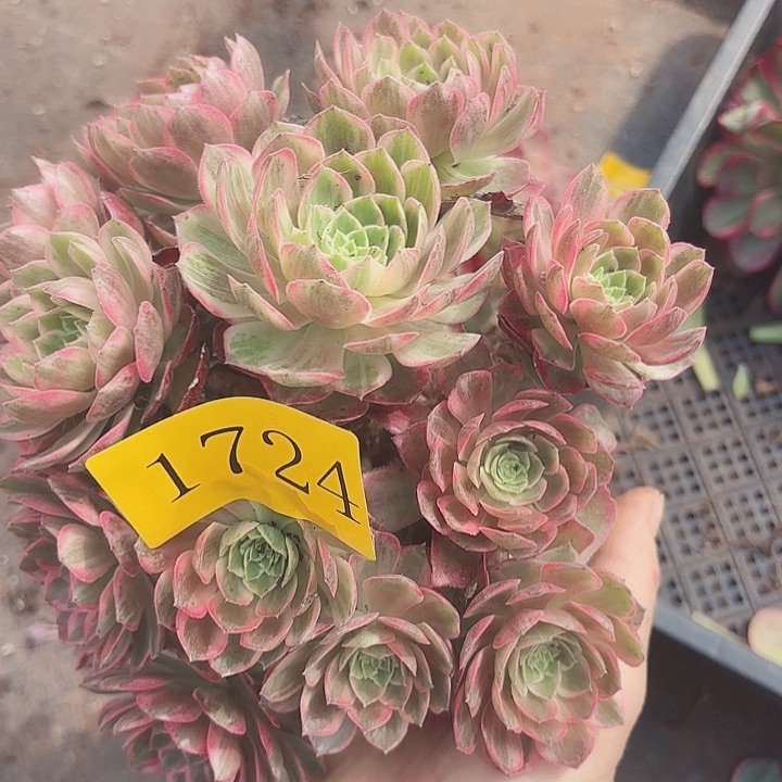 多肉植物万花筒1724