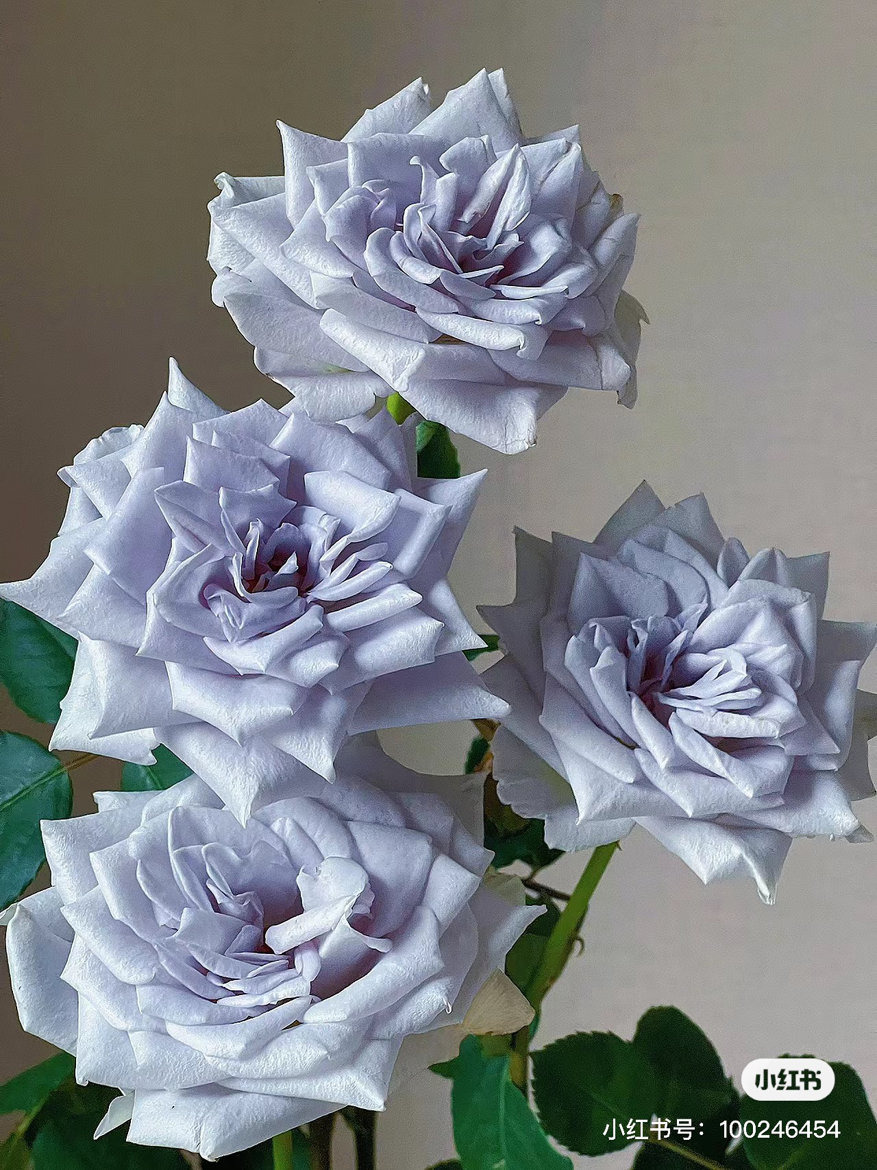 【玫瑰】蓝色引力 任拍满三单包顺空鲜切花10支装%20不售后家居易开