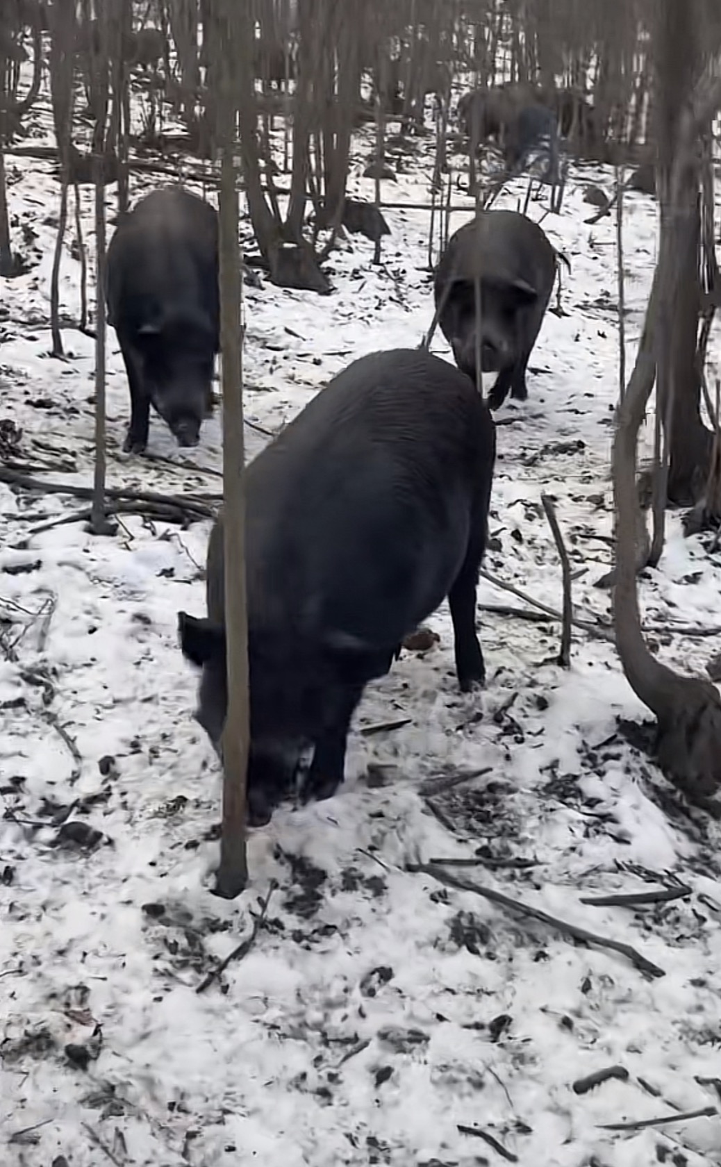 东北跑山野猪二代 小里脊肉1.0KG 真空纯粮食喂养顺丰发货23个月