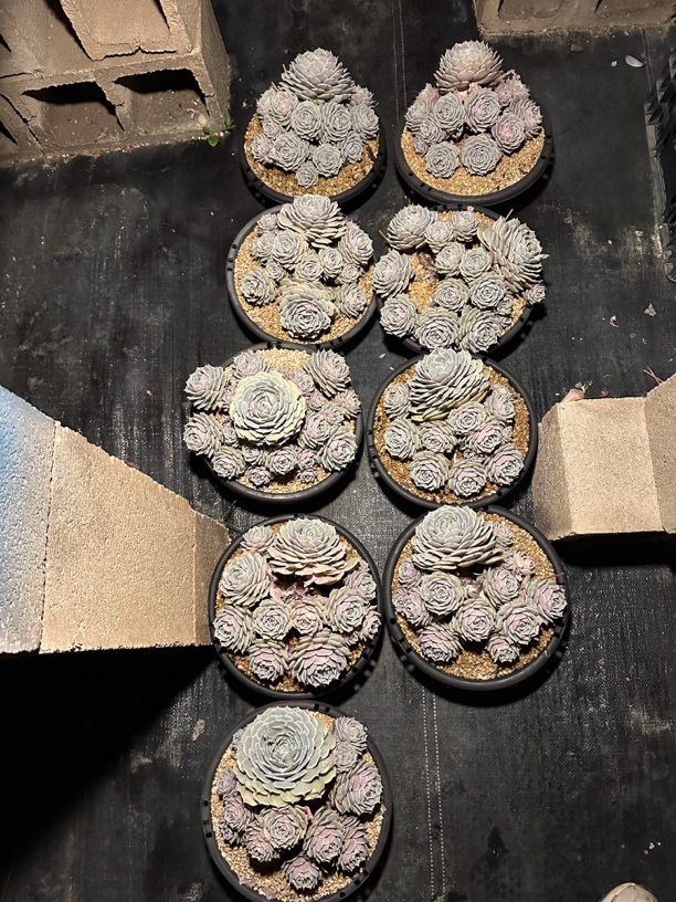 程成多肉植物露娜莲9颗