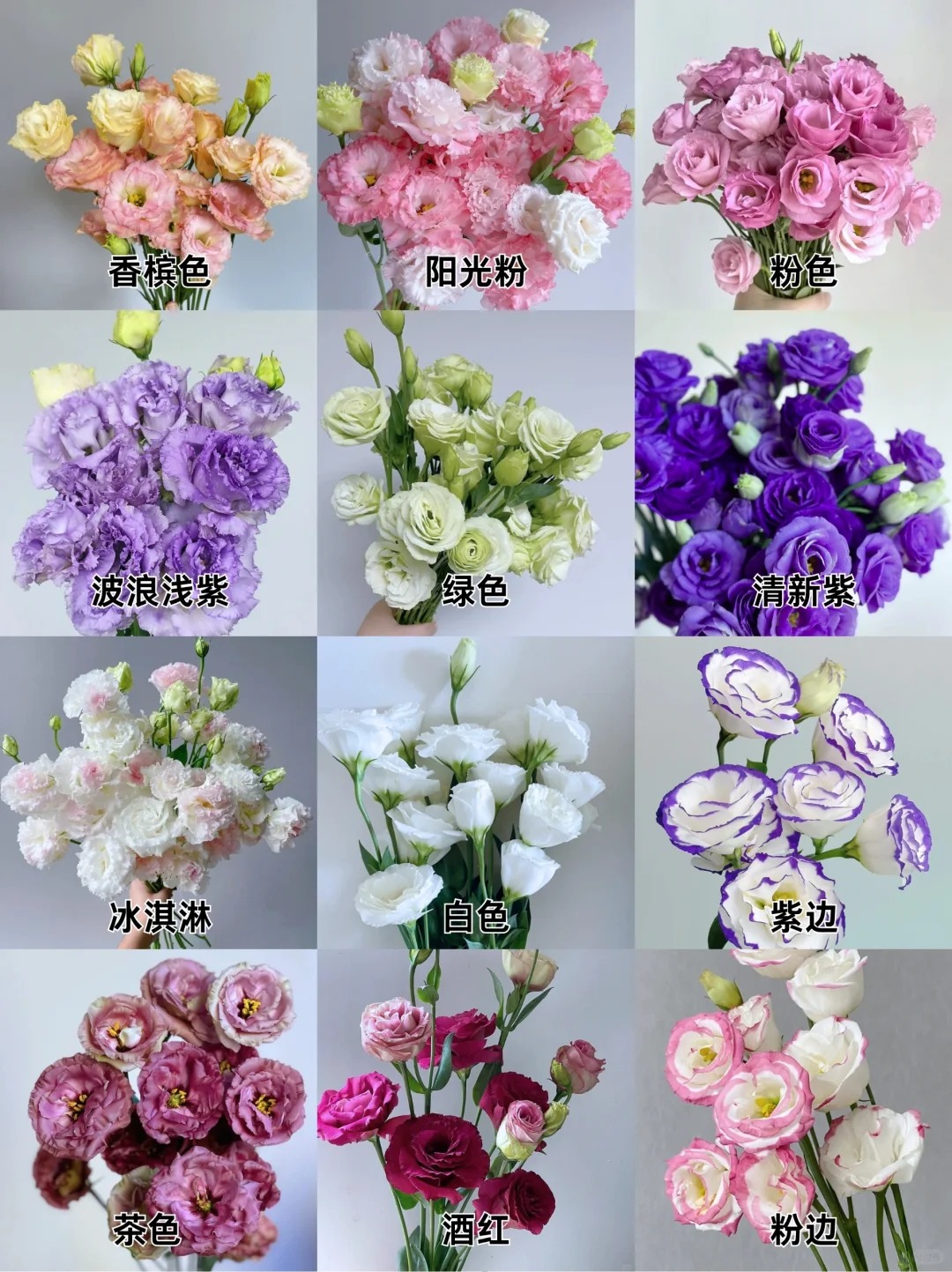 贵妃花卉洋桔梗鲜花，适合搭配各种花束或单插