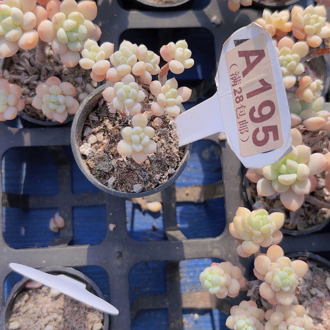 忧*A195奶糖一物一拍