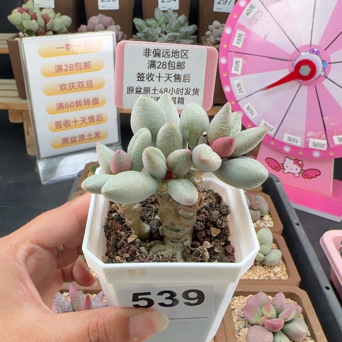 糖****539白糖豆多肉植物