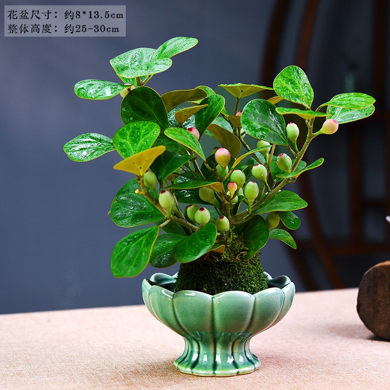 （带果)小盼菩提树植物盆栽好养室内书房办公室绿植新中式茶桌盆栽