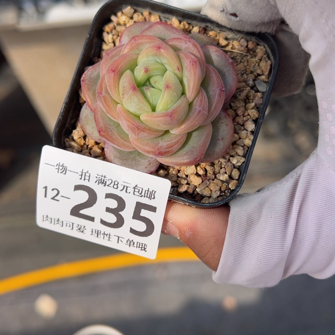 星星珍妮多肉多肉多肉