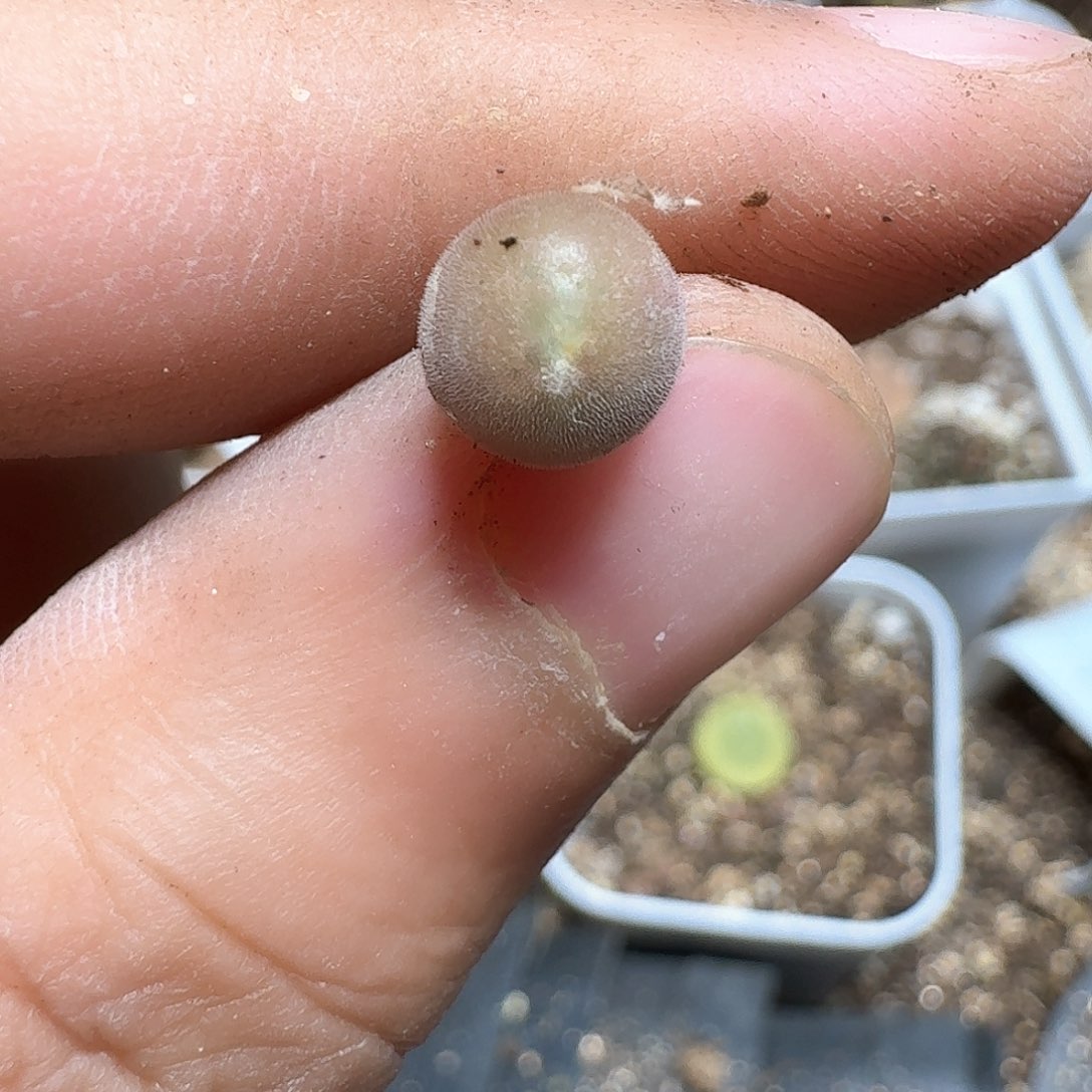 1颗一组量拍多肉植物哇f