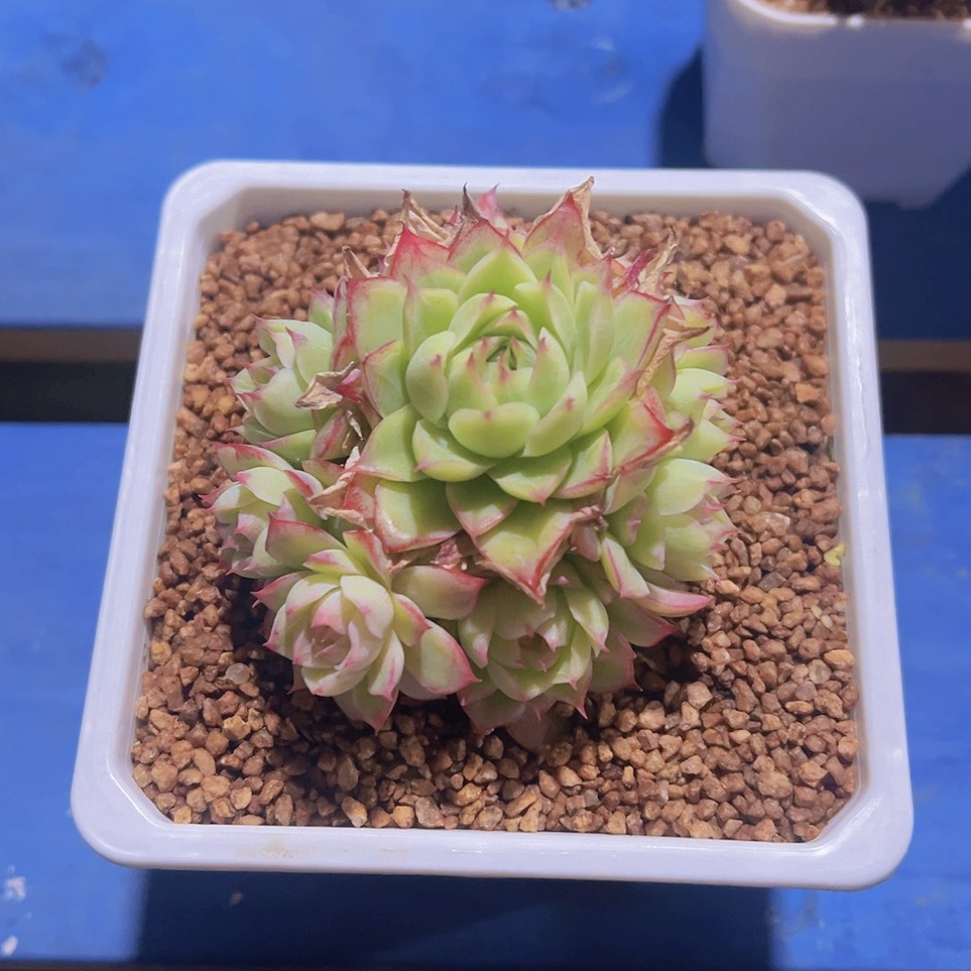 米*子新品，多肉植物，