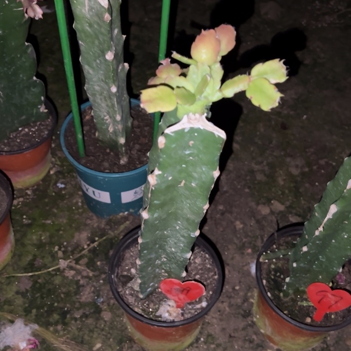 国***香当前无花栽培后可以开花061  1899