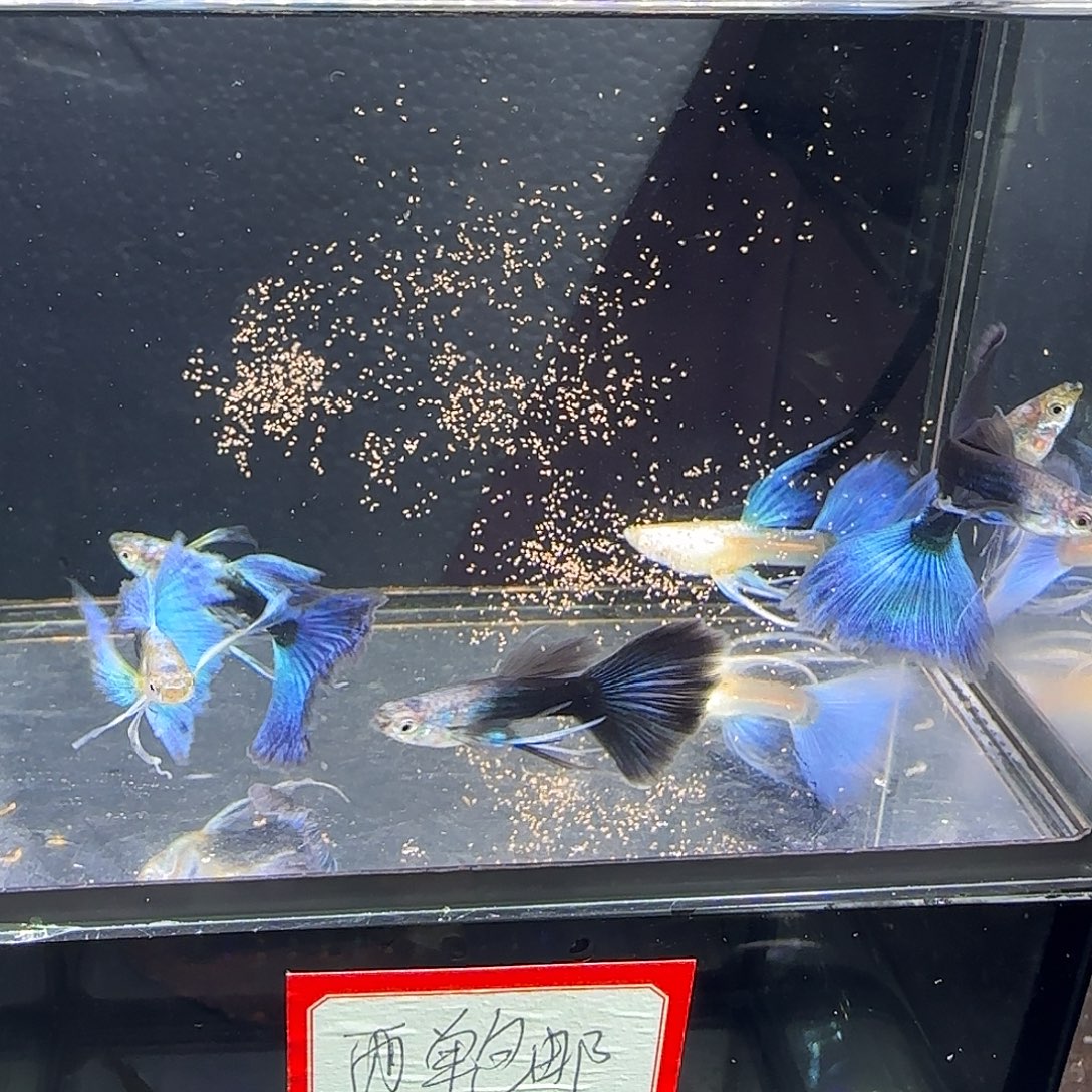 孔雀鱼蓝礼服长弓六条