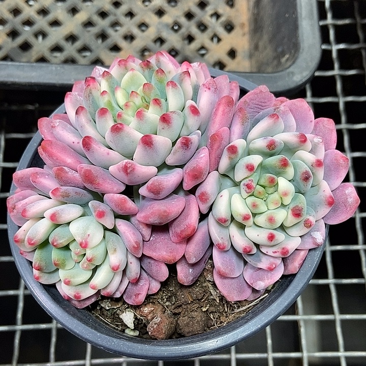 蓝苹果锦多肉植物