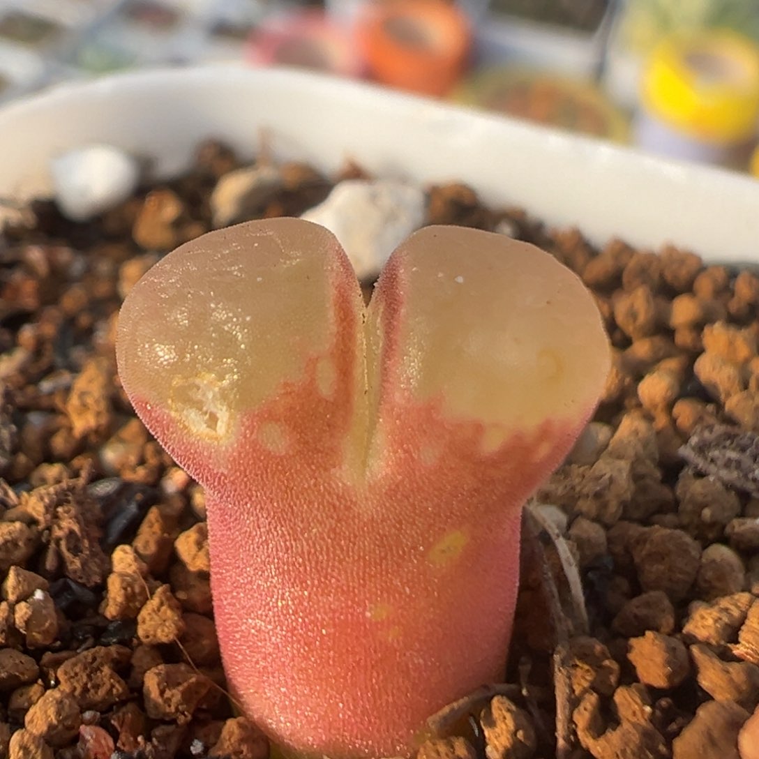 36多肉植物百科樱花1453.9