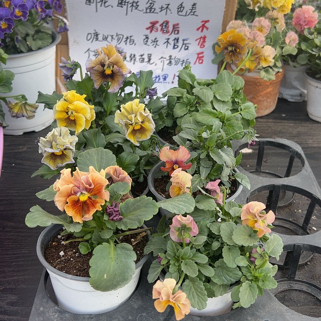 大部分花苞少量开放041号