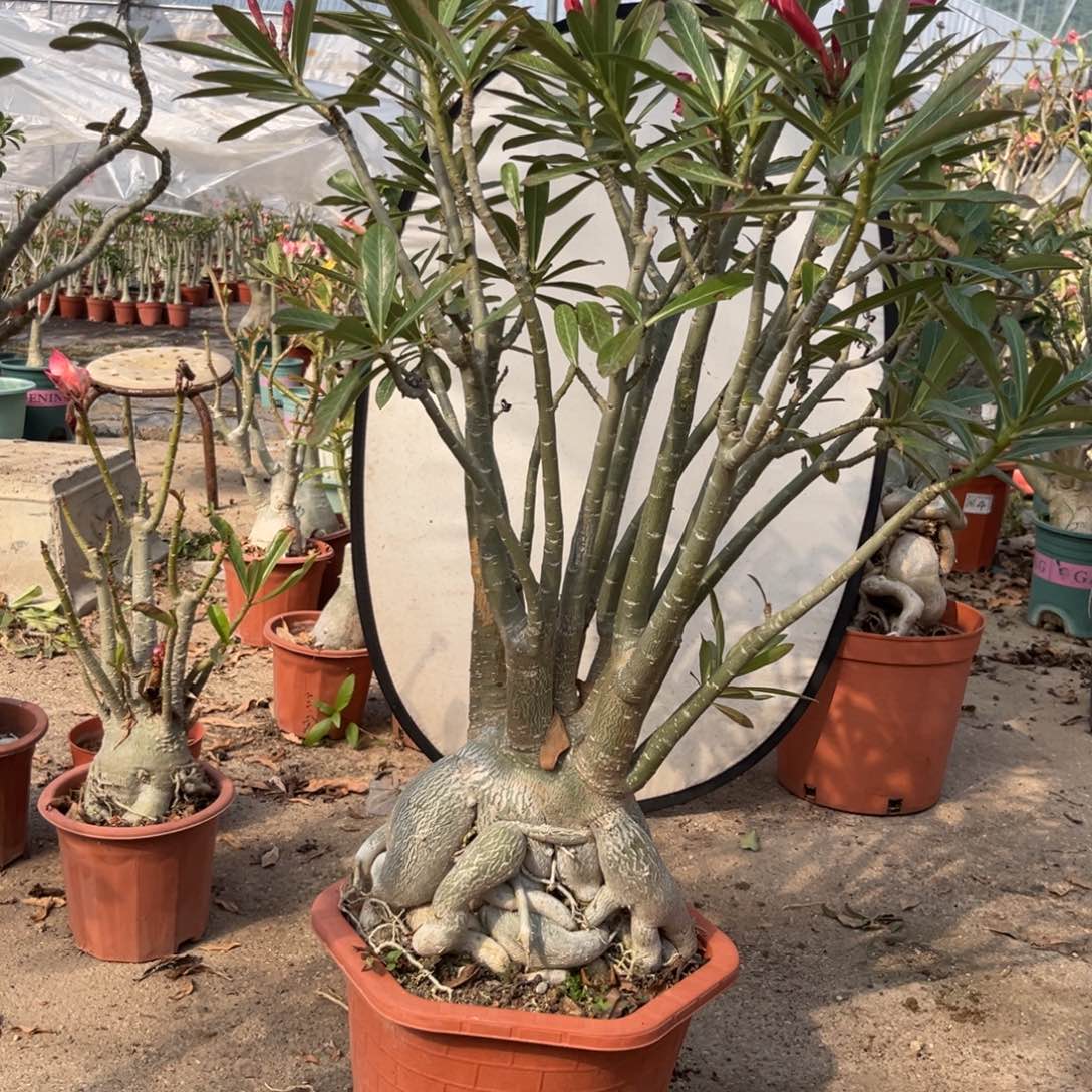 火***星完全开放沙漠玫瑰一物一拍