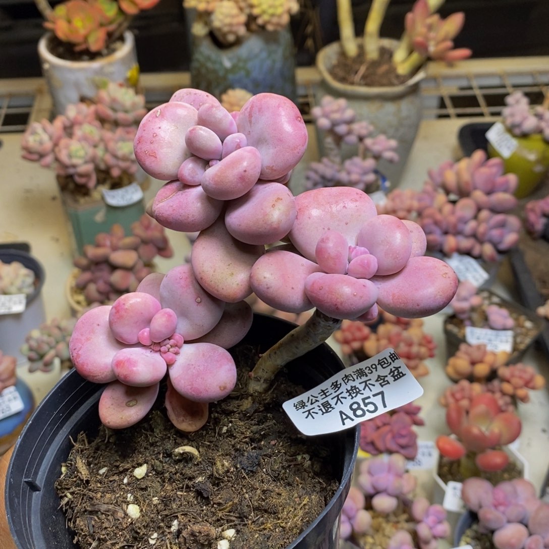857桃蛋多肉肉8c m