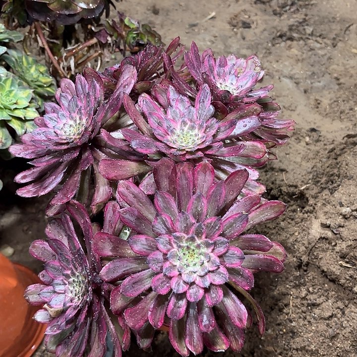 多肉植物法师紫霞仙子100