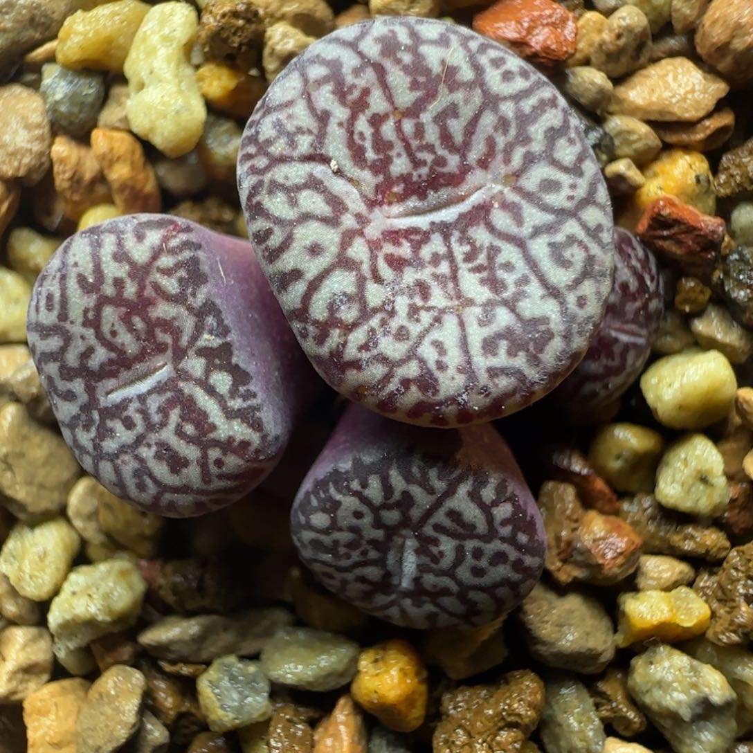 多肉植物紫体唐草杂80号