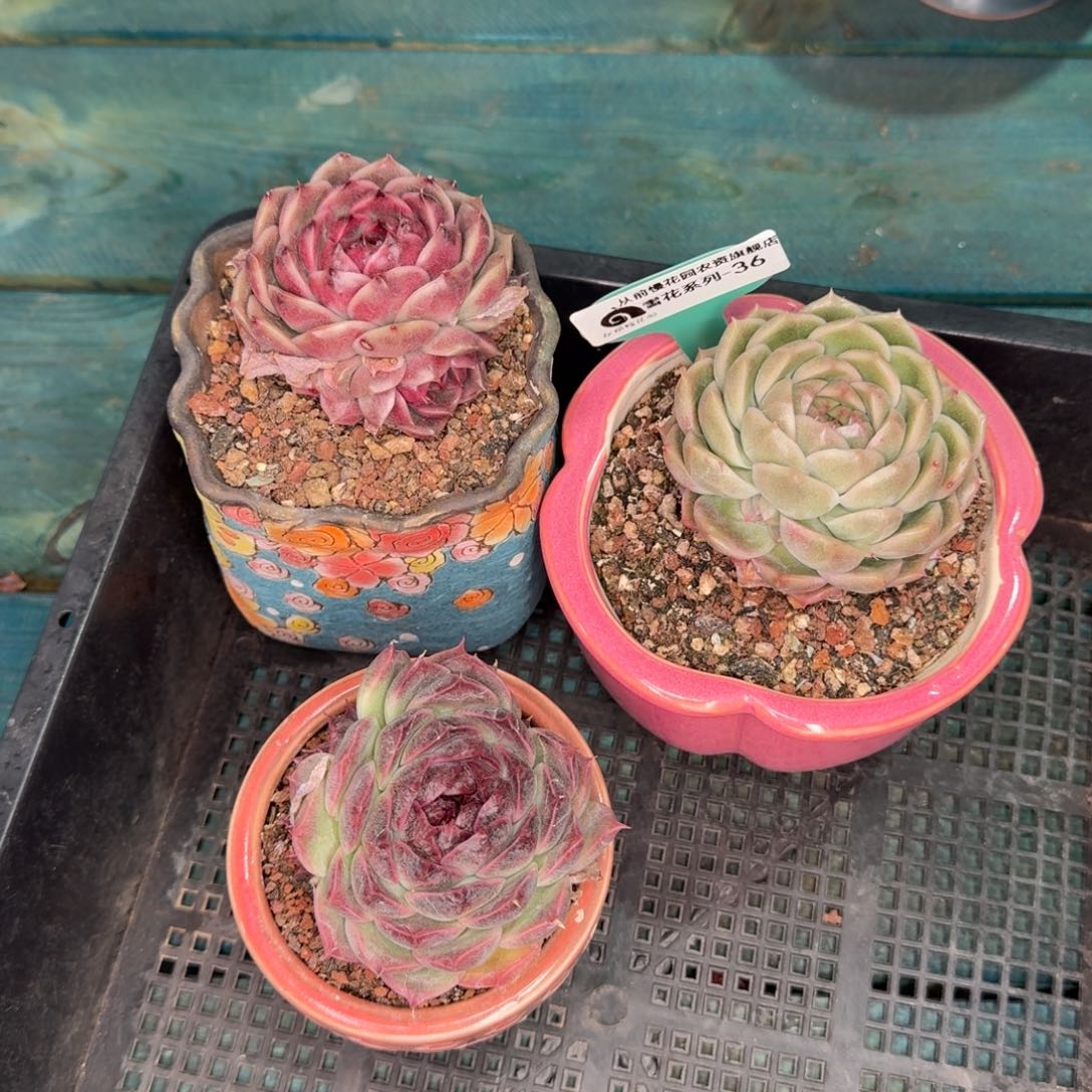 从前慢雪花多肉36