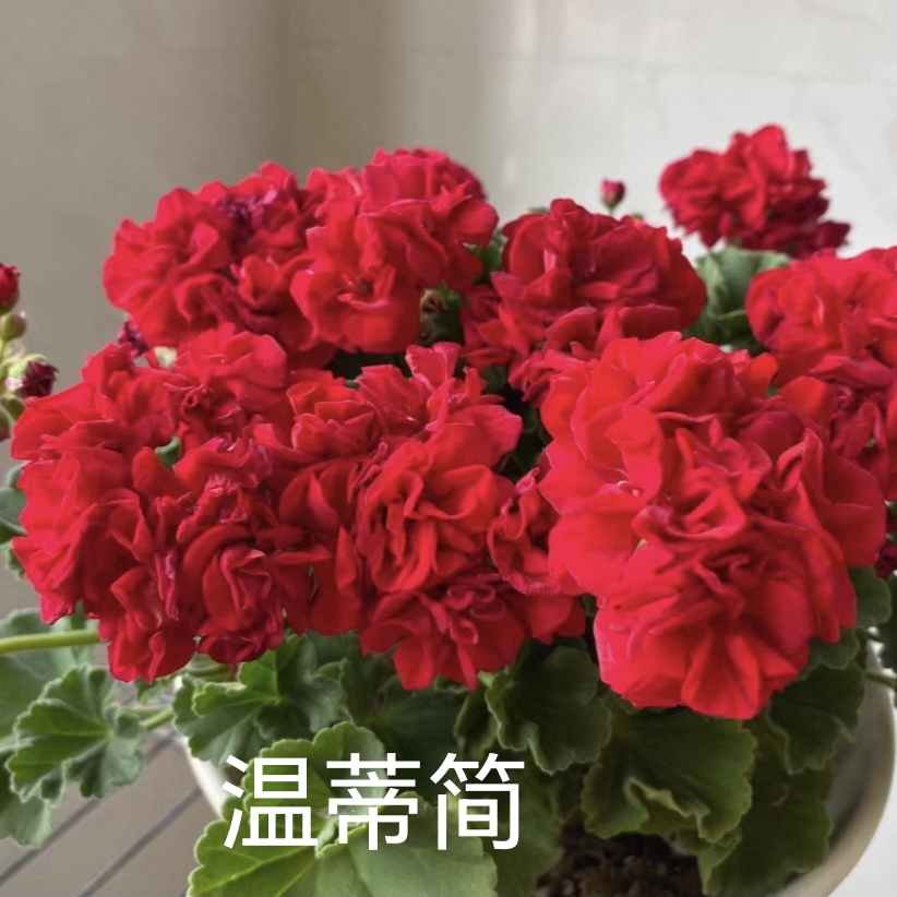 【温蒂简】直立重瓣天竺葵